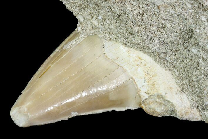 Otodus Shark Tooth Fossil in Rock - Eocene #111036